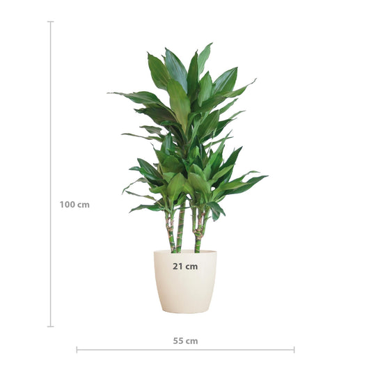 Dracaena Janet Lindt met Viber wit - ↕95cm - Ø21 - Sierplantenshop