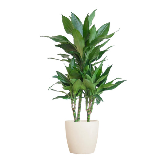 Dracaena Janet Lindt met Viber wit - ↕95cm - Ø21 - Sierplantenshop