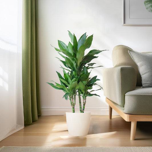 Dracaena Janet Lindt met Viber wit - ↕95cm - Ø21 - Sierplantenshop