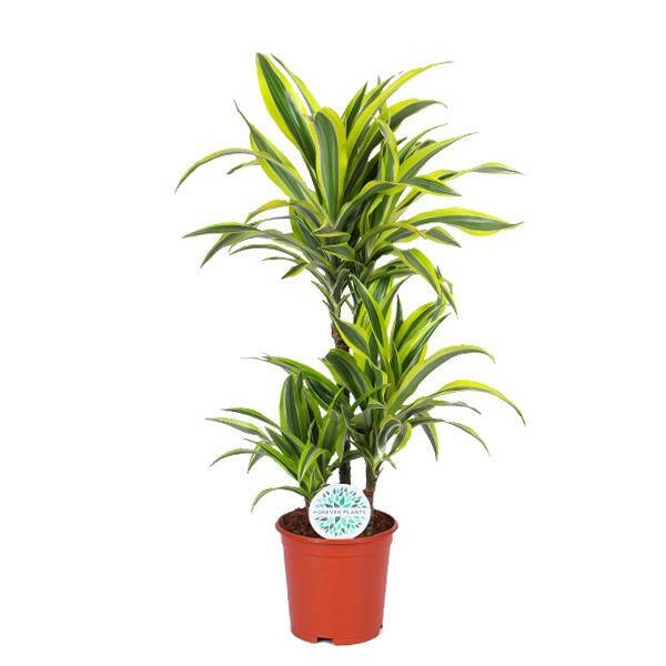 Dracaena Lemon Lime Plant - ↕65cm - Ø21 - Sierplantenshop