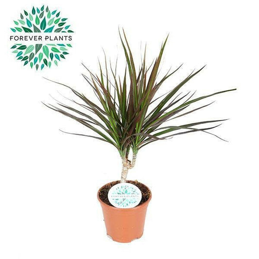 Dracaena Magenta - ↕55cm - Ø14 - Sierplantenshop