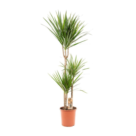 Dracaena Marginata - ↕120cm - Ø21 - Sierplantenshop