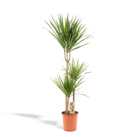 Dracaena Marginata - ↕120cm - Ø21 - Sierplantenshop