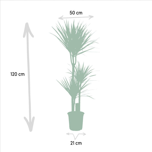 Dracaena Marginata - ↕120cm - Ø21 - Sierplantenshop