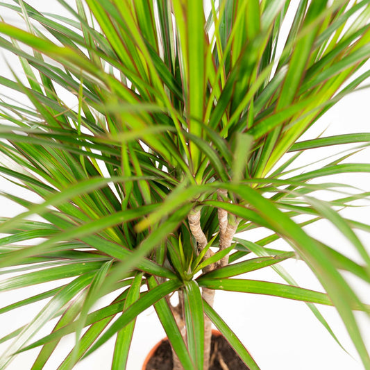 Dracaena Marginata - ↕120cm - Ø21 - Sierplantenshop