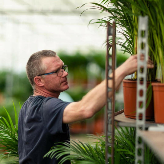 Dracaena Marginata - ↕120cm - Ø21 - Sierplantenshop