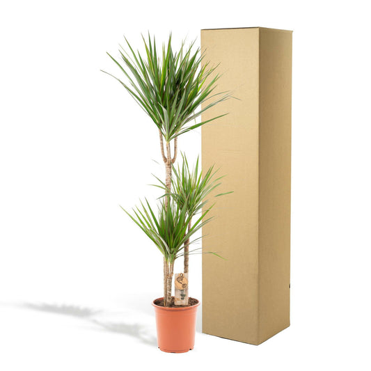 Dracaena Marginata - ↕120cm - Ø21 - Sierplantenshop