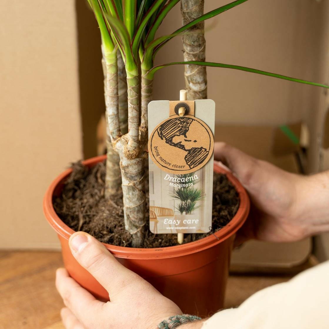 Dracaena Marginata - ↕90cm - Ø17 - Sierplantenshop