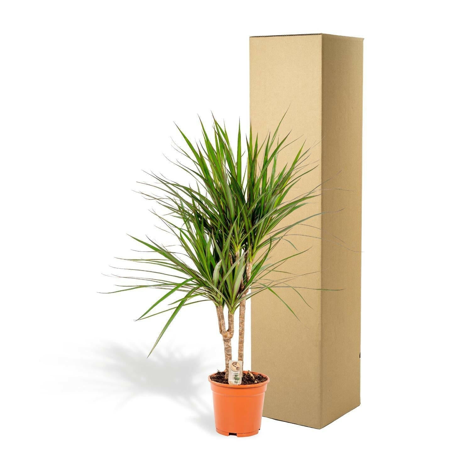 Dracaena Marginata - ↕90cm - Ø17 - Sierplantenshop