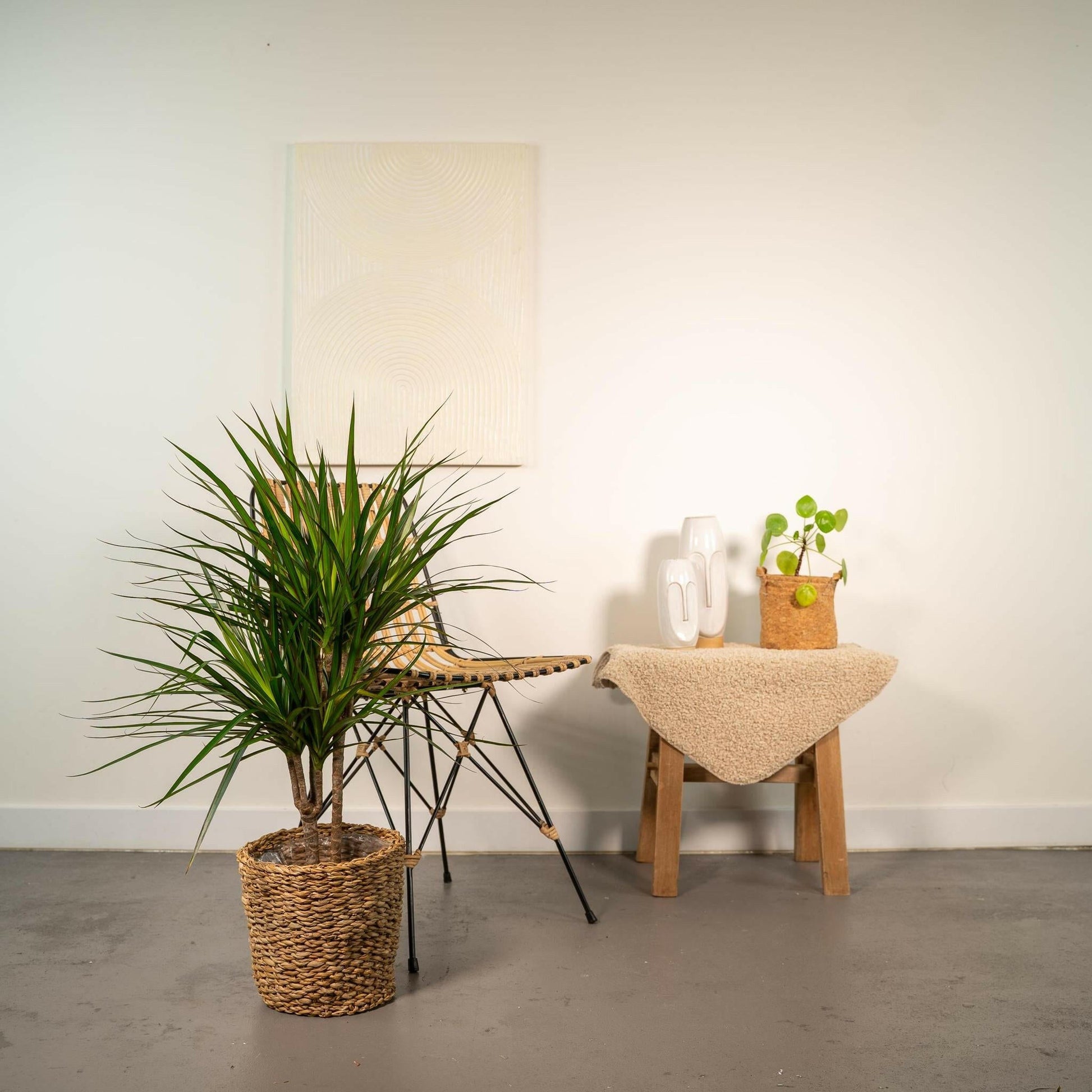 Dracaena Marginata - ↕90cm - Ø17 - Sierplantenshop