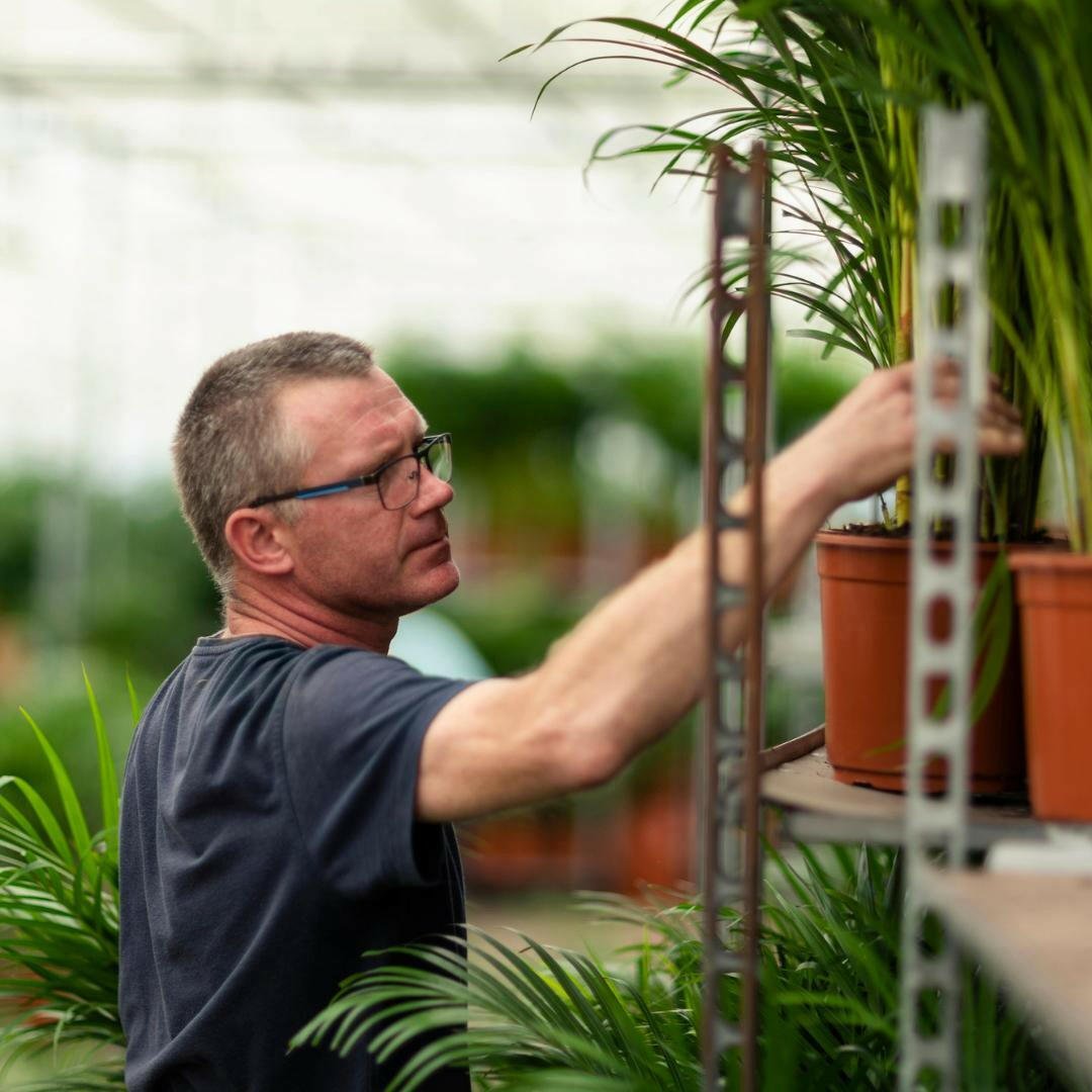 Dracaena Marginata - ↕90cm - Ø17 - Sierplantenshop