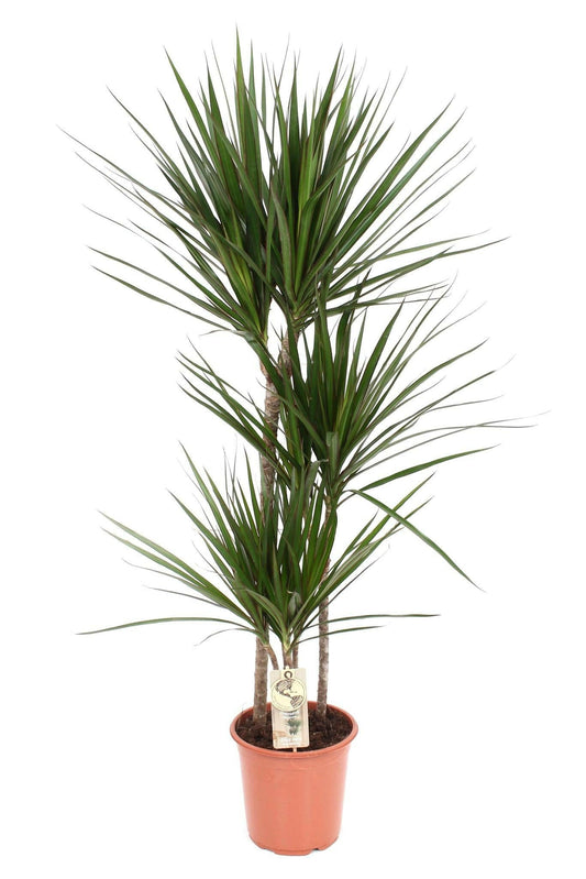 Dracaena Marginata Drakenbloedboom - ↕120 cm - Ø21 - Sierplantenshop
