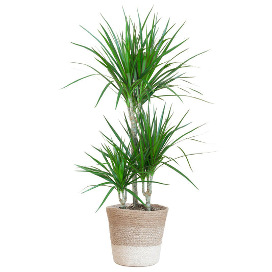 Dracaena Marginata met Lissabon mand wit - ↕95cm - Ø21 - Sierplantenshop