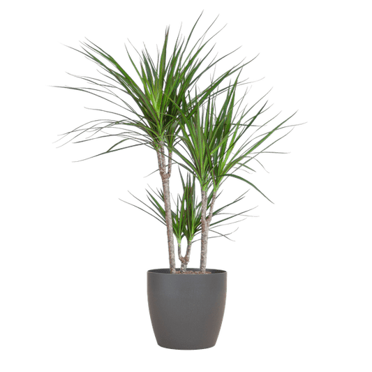 Dracaena Marginata met Viber pot grijs - ↕95cm - Ø21 - Sierplantenshop