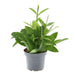 Dracaena Surculosa Drakenplant - ↕40cm - Ø14 - Sierplantenshop