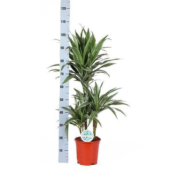 Dracaena Warneckii - ↕65cm - Ø21 - Sierplantenshop