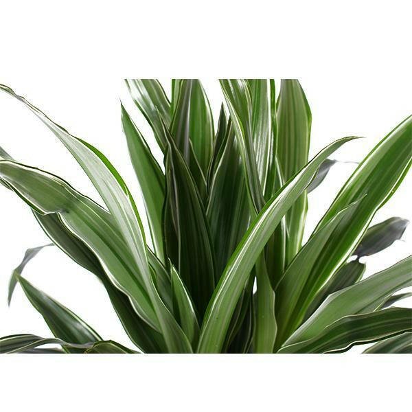 Dracaena Warneckii - ↕65cm - Ø21 - Sierplantenshop
