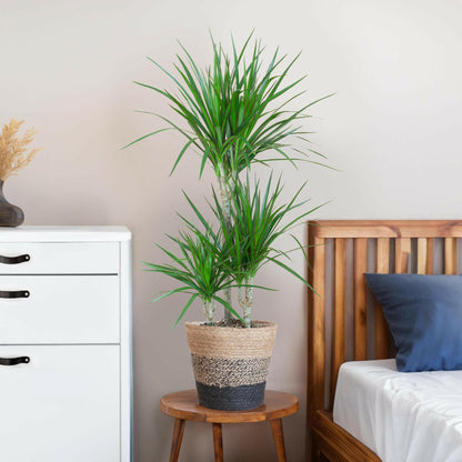 Dracaene met Zwarte Lissabon Mand - ↕95cm - Ø21 - Sierplantenshop