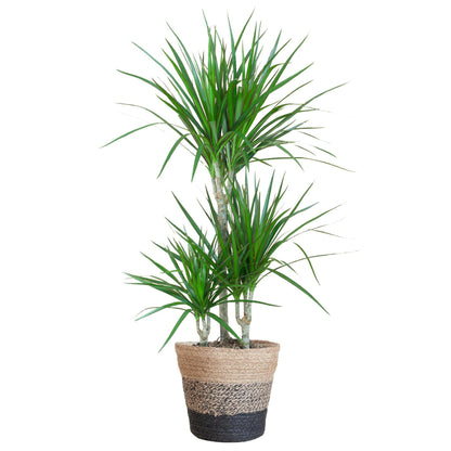 Dracaene met Zwarte Lissabon Mand - ↕95cm - Ø21 - Sierplantenshop