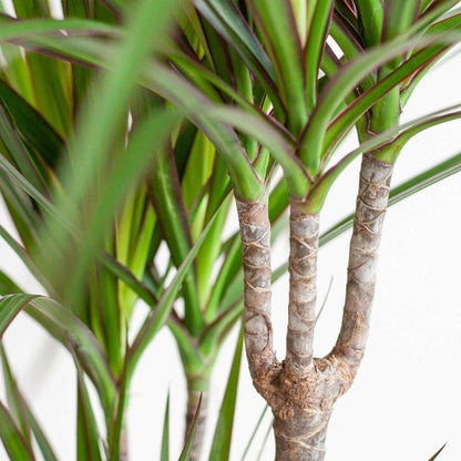 Dracaene met Zwarte Lissabon Mand - ↕95cm - Ø21 - Sierplantenshop