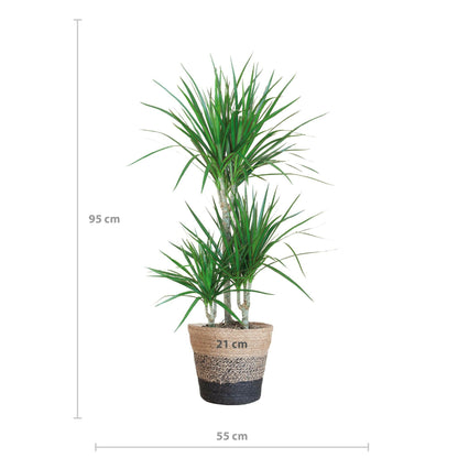 Dracaene met Zwarte Lissabon Mand - ↕95cm - Ø21 - Sierplantenshop