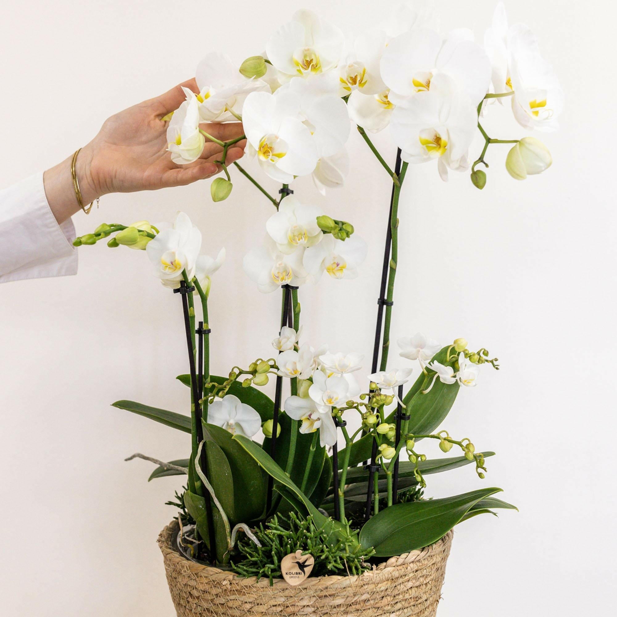 Drie Witte Orchideeën in Katoenen Mand |en Drie Groene Planten↕35cm - Ø9 - Sierplantenshop