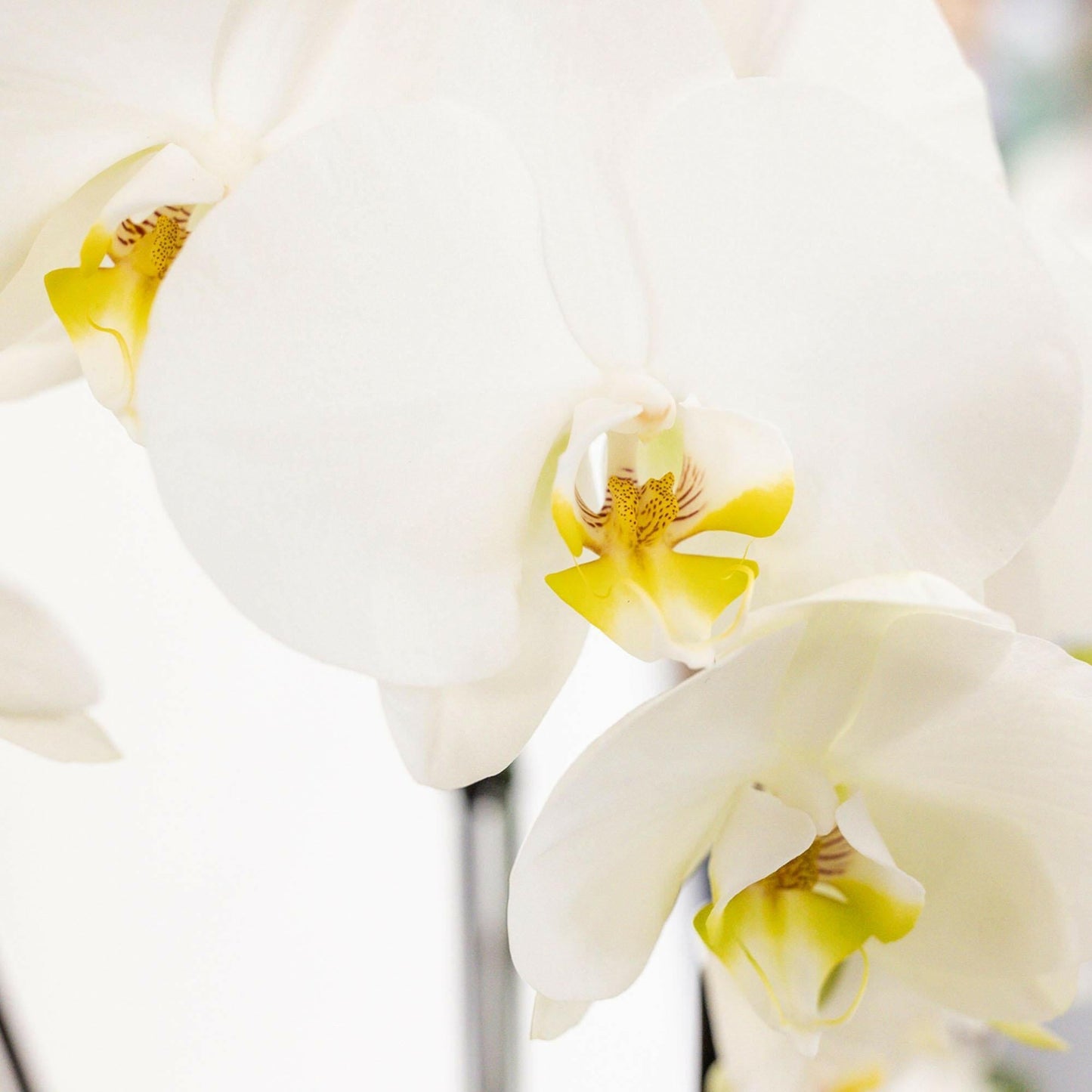 Drie Witte Orchideeën in Katoenen Mand |en Drie Groene Planten↕35cm - Ø9 - Sierplantenshop