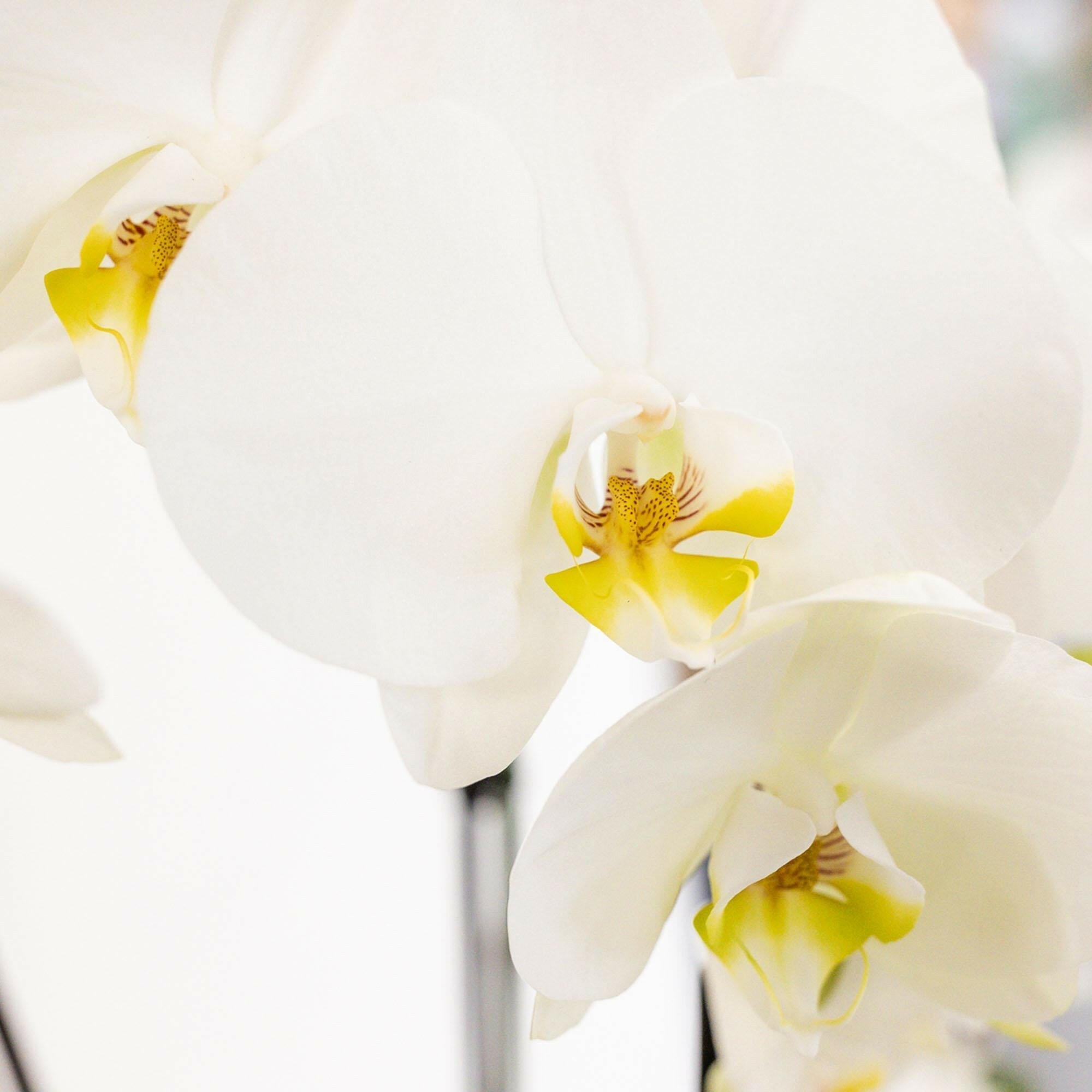 Drie Witte Orchideeën in Katoenen Mand |en Drie Groene Planten↕35cm - Ø9 - Sierplantenshop