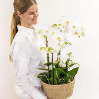 Drie Witte Orchideeën in Katoenen Mand |en Drie Groene Planten↕35cm - Ø9 - Sierplantenshop