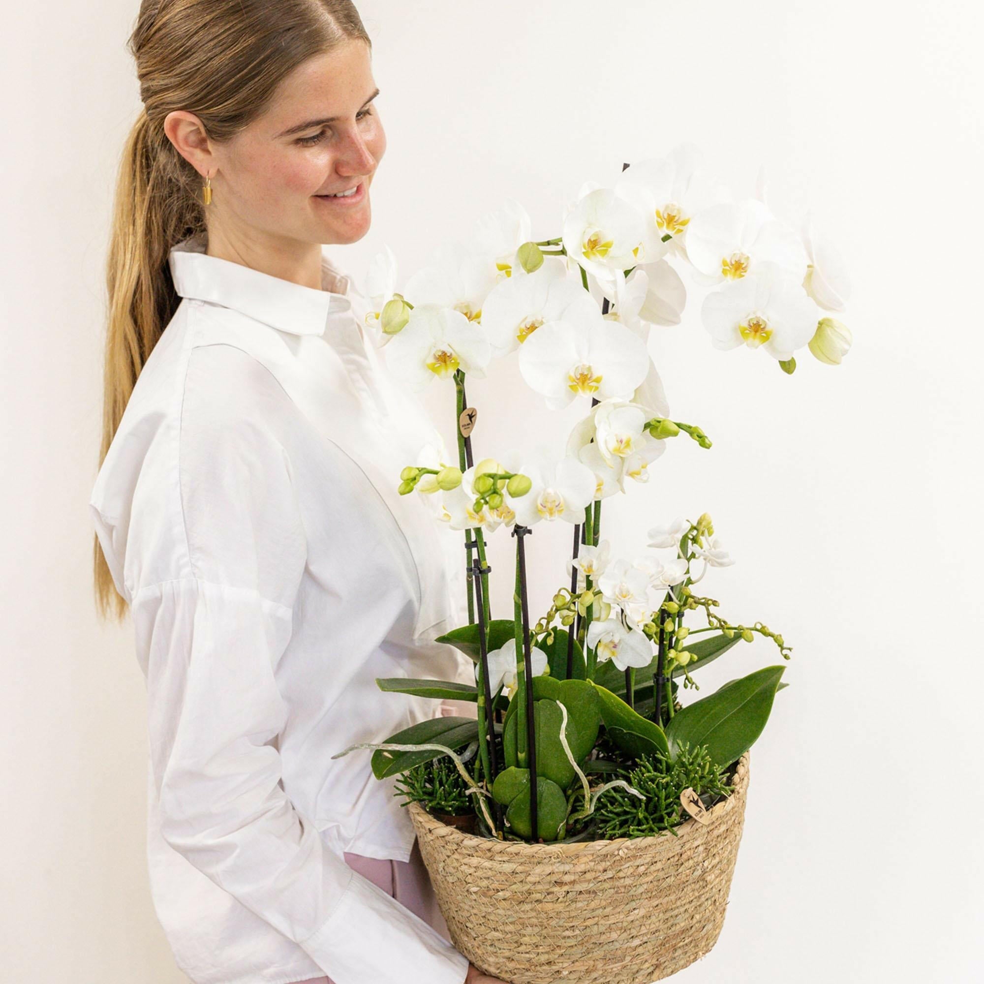 Drie Witte Orchideeën in Katoenen Mand |en Drie Groene Planten↕35cm - Ø9 - Sierplantenshop