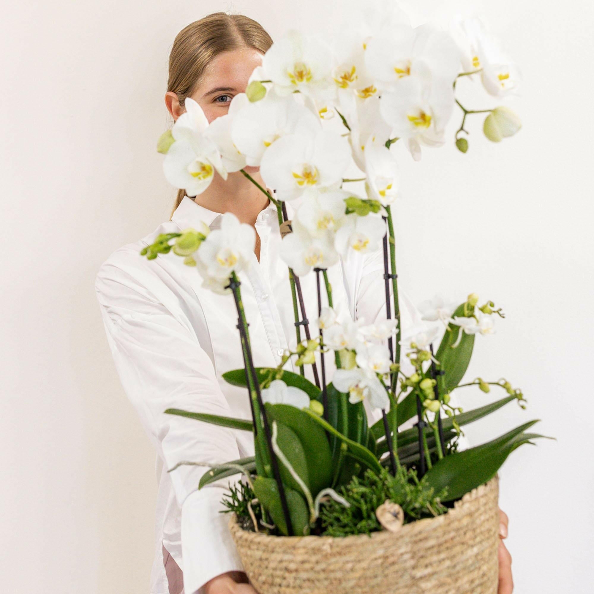 Drie Witte Orchideeën in Katoenen Mand |en Drie Groene Planten↕35cm - Ø9 - Sierplantenshop
