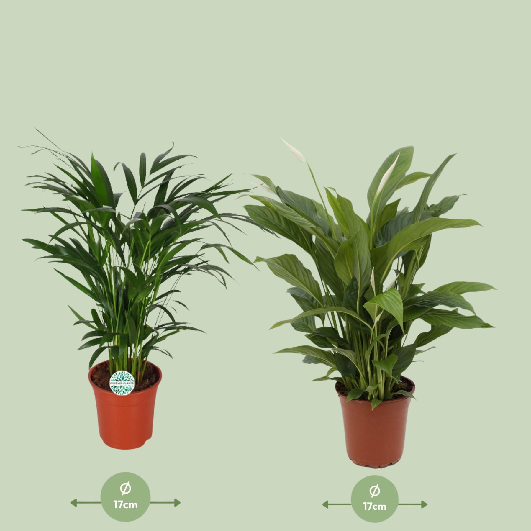 Areca en  Spathiphyllum - Ø17 - ↕60-70 CM -Set Van 2- Vers Van De Kweker Luchtzuiverende Kamerplanten -