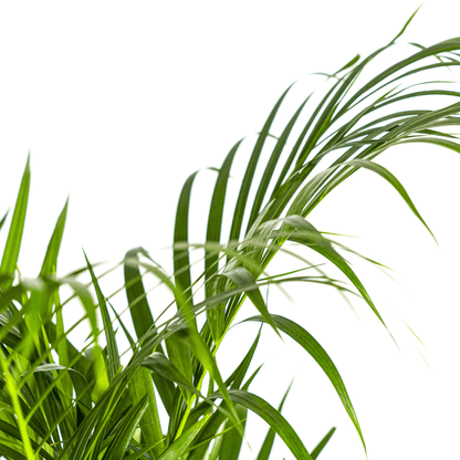 Dypsis Areca Lutescens ↕110cm - Ø21 Groene Kamerplant - Sierplantenshop - Sierplantenshop
