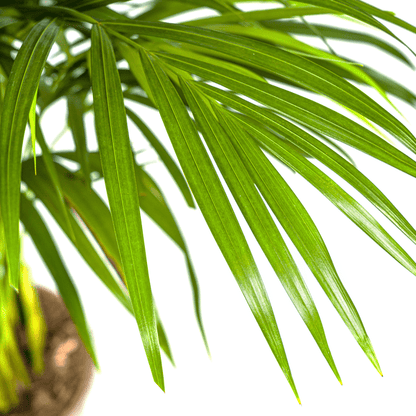 Dypsis Areca Lutescens ↕110cm - Ø21 Groene Kamerplant - Sierplantenshop - Sierplantenshop
