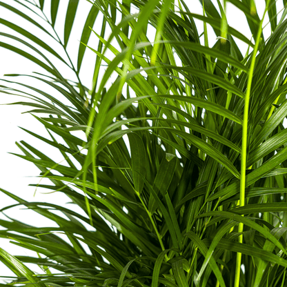 Dypsis Areca Lutescens ↕110cm - Ø21 Groene Kamerplant - Sierplantenshop - Sierplantenshop