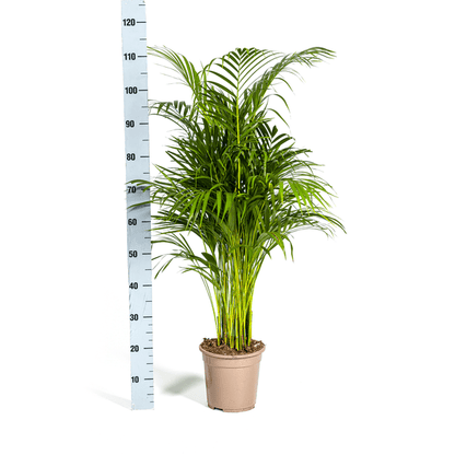 Dypsis Areca Lutescens ↕110cm - Ø21 Groene Kamerplant - Sierplantenshop - Sierplantenshop