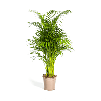 Dypsis Areca Lutescens ↕110cm - Ø21 Groene Kamerplant - Sierplantenshop - Sierplantenshop