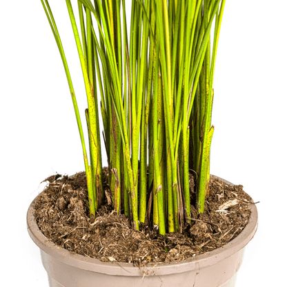 Dypsis Areca Lutescens ↕110cm - Ø21 Groene Kamerplant - Sierplantenshop - Sierplantenshop