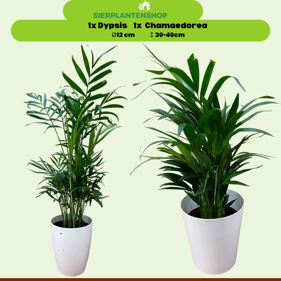 Dypsis en Chamaedorea in witte sierpotten - ↕35cm - Ø12 - Sierplantenshop