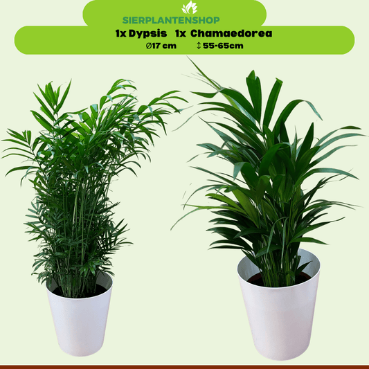 Dypsis en Chamaedorea met witte sierpotten - ↕65cm - Ø17 - Sierplantenshop