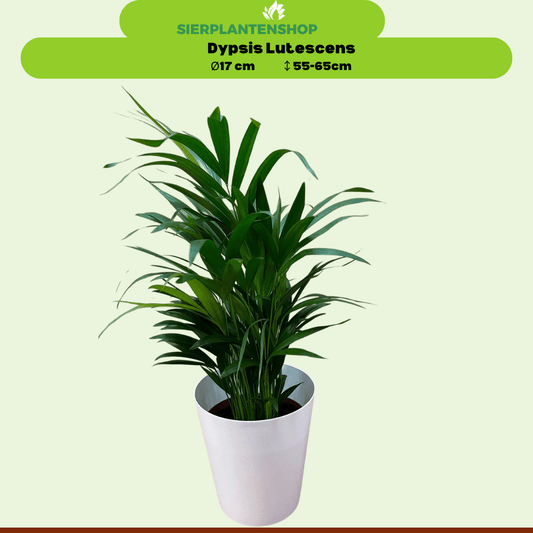 Dypsis en Chamaedorea met witte sierpotten - ↕65cm - Ø17 - Sierplantenshop