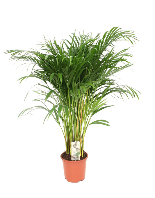 Dypsis Lutescens - Areca - ↨120cm - Ø24 - Sierplantenshop