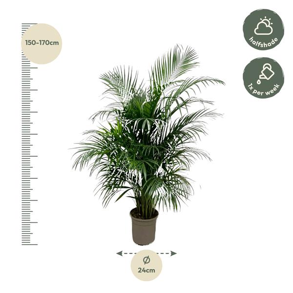 Dypsis Lutescens (Areca palm) 150 cm - ø24 - Sierplantenshop