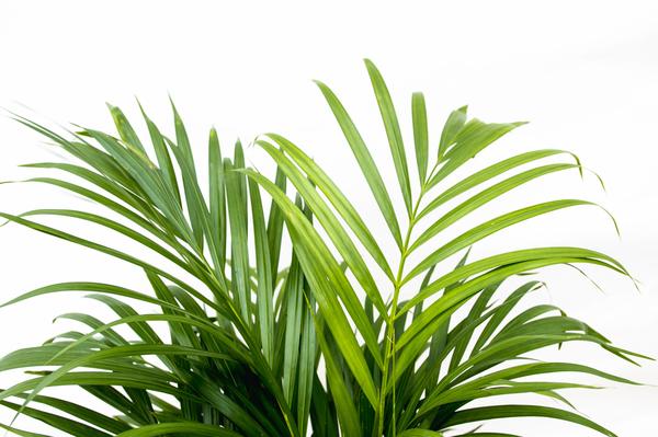 Dypsis Lutescens (Areca palm) 150 cm - ø24 - Sierplantenshop