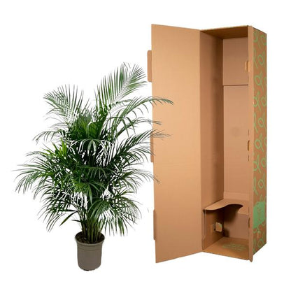 Dypsis Lutescens (Areca palm) 150 cm - ø24 - Sierplantenshop