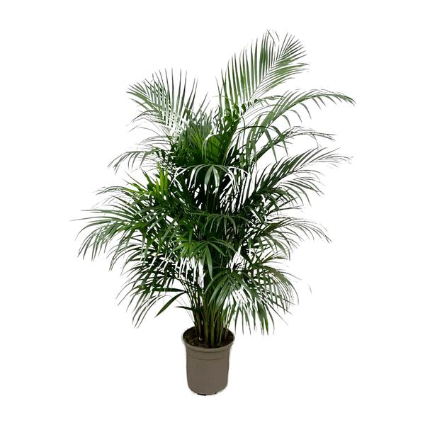 Dypsis Lutescens (Areca palm) 150 cm - ø24 - Sierplantenshop