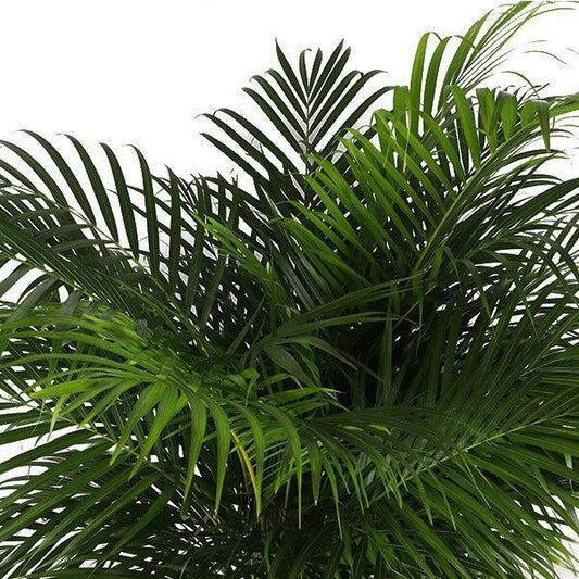 Dypsis Lutescens (Areca Palm) - ↕160cm - Ø27 - Sierplantenshop