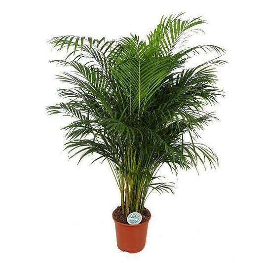 Dypsis Lutescens (Areca Palm) - ↕160cm - Ø27 - Sierplantenshop