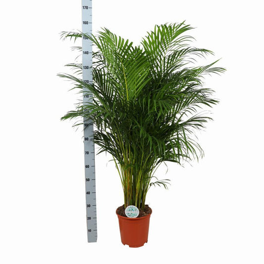 Dypsis Lutescens (Areca Palm) - ↕160cm - Ø27 - Sierplantenshop