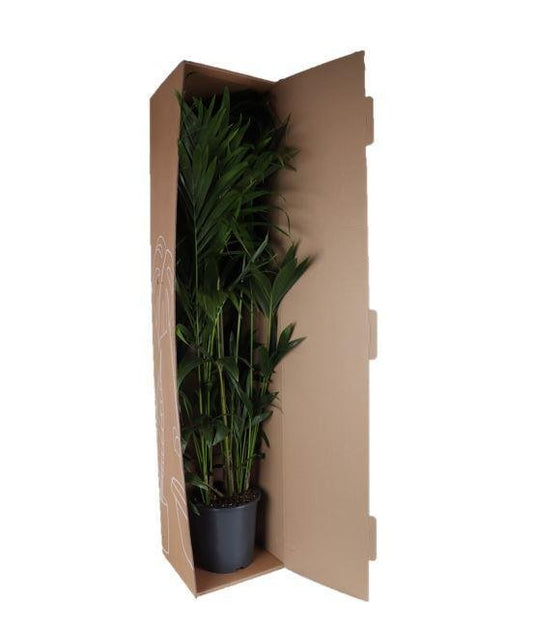 Dypsis Lutescens (Areca Palm) - ↕160cm - Ø27 - Sierplantenshop